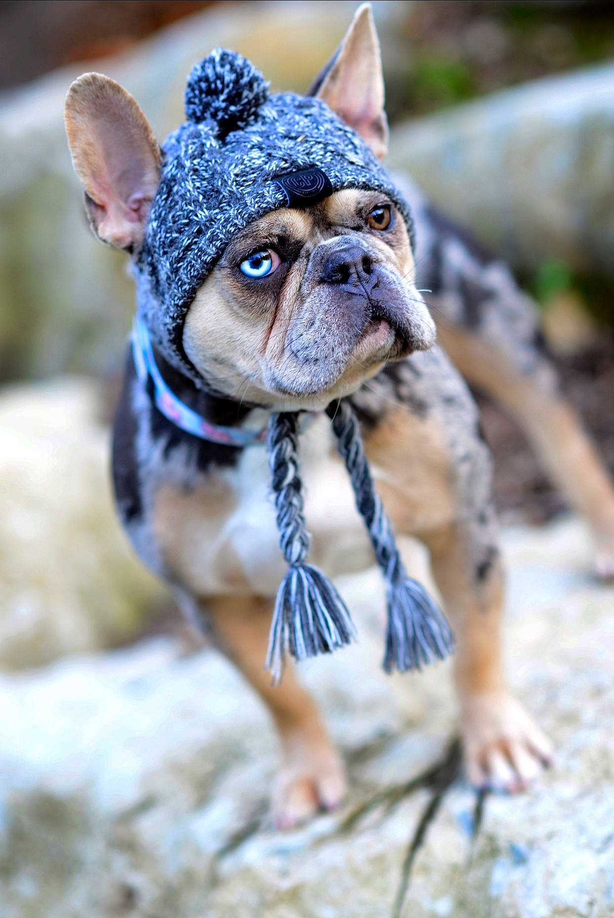 Frank Da Tank joined the competition — help win amazing prizes! boston_terrier, bulldog, canidae, carnivore, companion_dog, dog, dog_breed, dog_clothes, fawn, french_bulldog, mammal, non_sporting_group, puppy, rare_breed_dog, snout, toy_bulldog, toy_dog, vertebrate