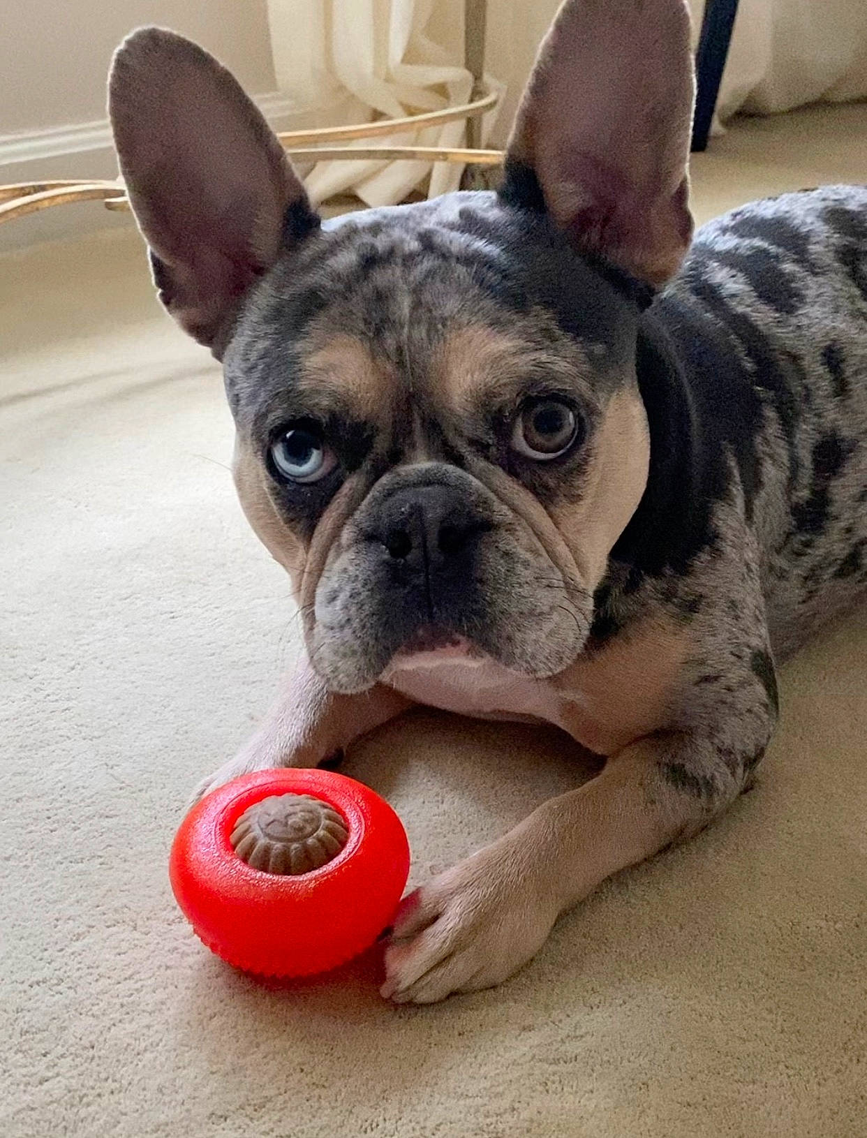 Frank Da Tank is registered to the contest to win money with this photo: american_bulldog, bulldog, canidae, carnivore, companion_dog, dog, dog_breed, dog_collar, dog_toy, fawn, french_bulldog, mammal, molosser, non_sporting_group, puppy, rare_breed_dog, skin, snout, toy_bulldog, vertebrate