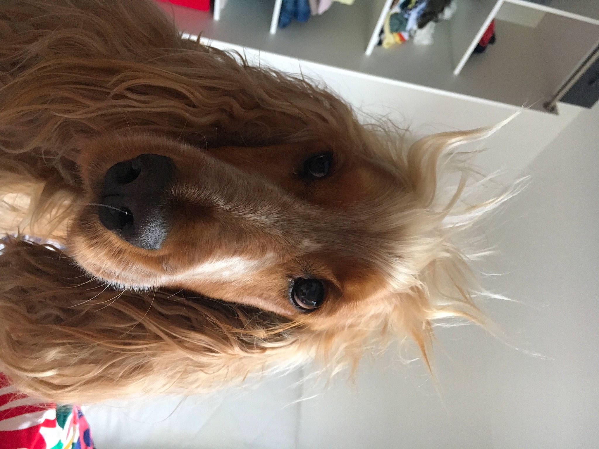 Moustic a rejoint le concours — aidez-le/la à gagner de superbes lots ! australian_silky_terrier, australian_terrier, canidae, carnivore, cavachon, companion_dog, dog, dog_breed, morkie, puppy, schnoodle, small_terrier, snout, sporting_group, terrier, toy_dog, yorkipoo, yorkshire_terrier