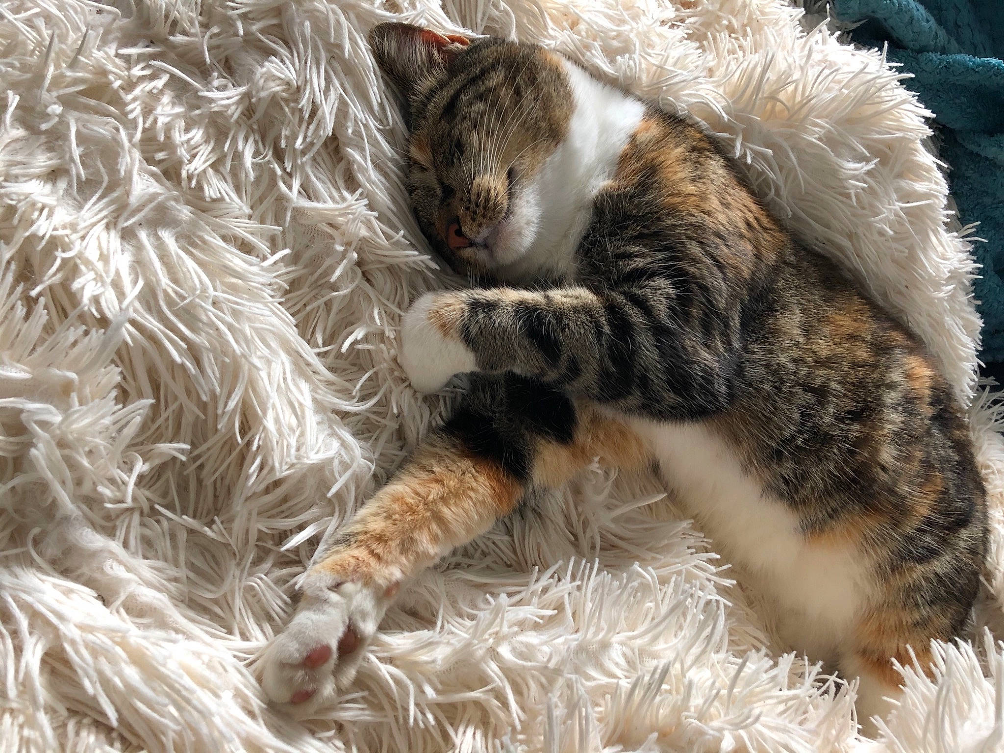 Choupinou a rejoint le concours — aidez-le/la à gagner de superbes lots ! carnivore, cat, claw, domestic_short_haired_cat, dragon_li, ear, european_shorthair, felidae, fur, kitten, nap, norwegian_forest_cat, paw, pixie_bob, polydactyl_cat, sleep, small_to_medium_sized_cats, tabby_cat, tail, whiskers