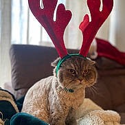 Noah is registered to the contest to win money with this photo: cat, reindeer_antlers, blanket, cozy, indoor, feline, fur, pet, holiday, christmas, decorative, cute, animal, soft, warm, resting, expression, mood, domestic, portrait