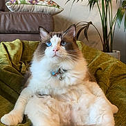 Harry is registered to the contest to win money with this photo: cat, blue_eyes, fluffy_fur, indoor, houseplant, cushion, chair, pet, relaxed, feline, whiskers, collar, pink_nose, paw, domestic_cat, fur, sitting, home, cozy, living_room