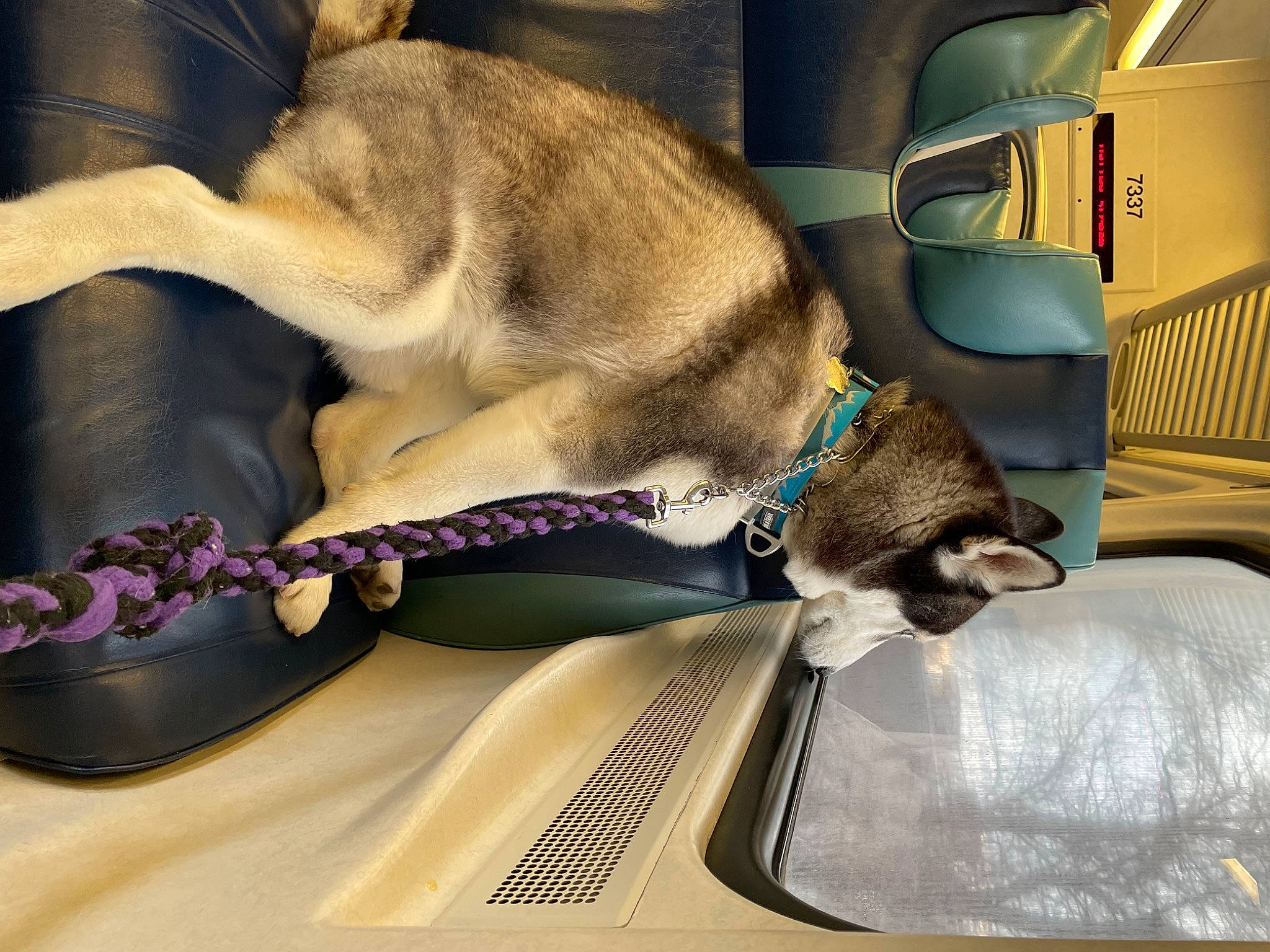 Snow joined the competition — help win amazing prizes! automotive_exterior, canidae, car_seat, carnivore, collar, comfort, companion_dog, dog, dog_breed, dog_collar, dog_supply, fawn, fur, leash, pet_supply, snout, sporting_group, vehicle, vehicle_door, whiskers