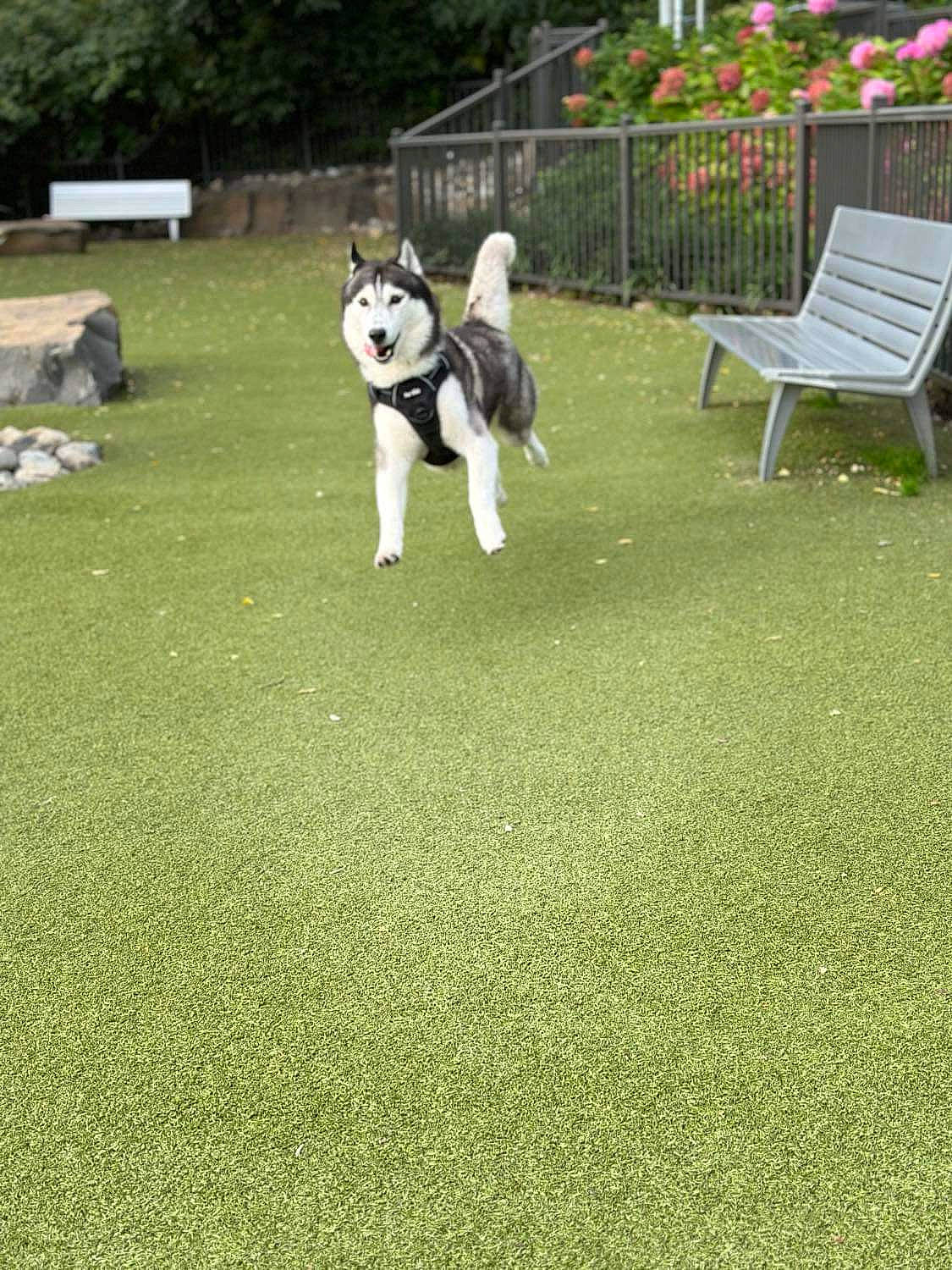 Snow joined the competition — help win amazing prizes! bench, carnivore, chair, companion_dog, dog, dog_breed, flooring, flower, grass, grassland, groundcover, lawn, leisure, outdoor_furniture, plant, recreation, shrub, tail, tree, working_animal