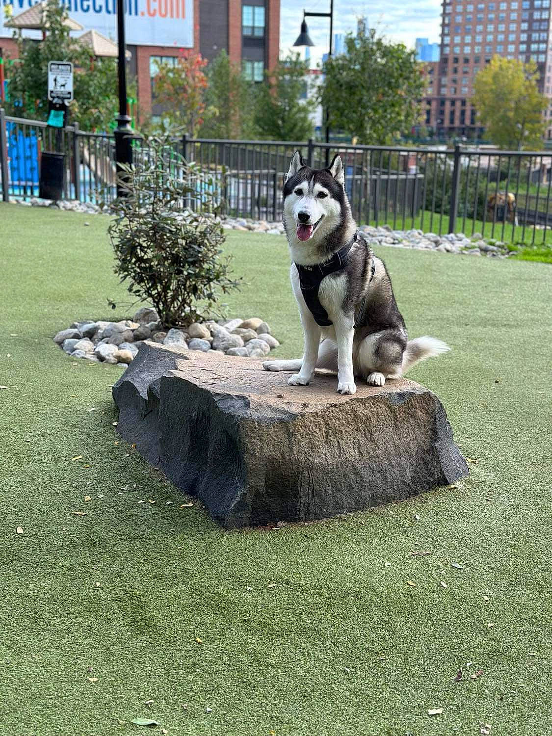 Snow is registered to the contest to win money with this photo: art, building, carnivore, companion_dog, dog, dog_breed, fawn, garden, grass, groundcover, lawn, lawn_ornament, plant, sculpture, sky, snout, sporting_group, statue, tree, window