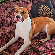 Harley is registered to the contest to win money with this photo: alert, animal, bedspread, brown_and_white, canine, closeup, comfort, cozy, dog, domestic, ears_up, fur, furniture, indoor, looking_at_camera, lying_down, patterned, pet, portrait, resting