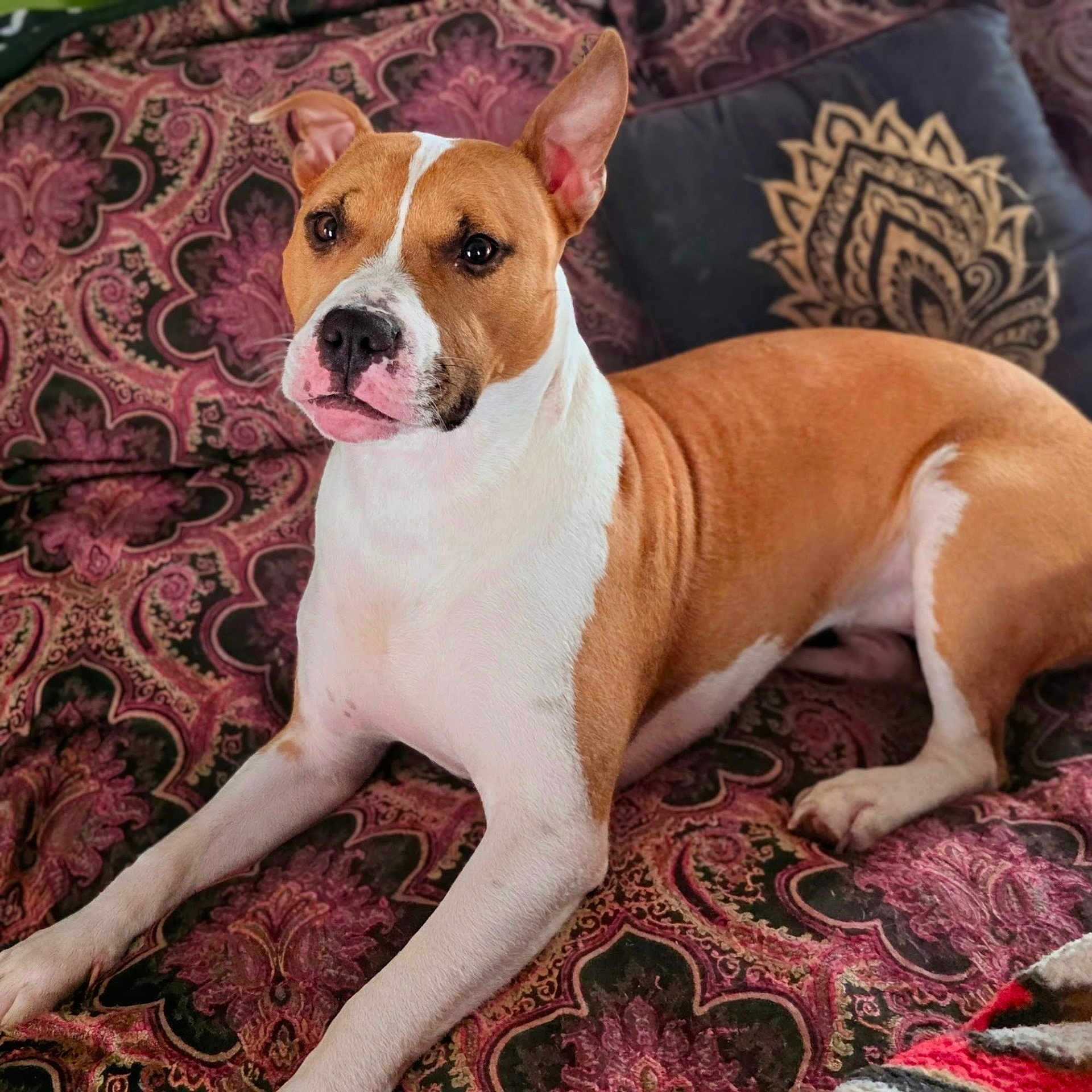 Harley