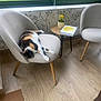 Noisette a rejoint le concours — aidez-le/la à gagner de superbes lots ! cat, calico_cat, chair, wooden_floor, table, flower_pot, book, window, greenery, indoor, relaxing, modern_furniture, light, plant, home_decor, flooring, daylight, interior, resting, cozy