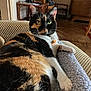 cat, calico_cat, pet, animal, feline, indoor, blanket, armchair, fur, whiskers, green_eyes, collar, relaxed, cozy, home, wooden_floor, furniture, patterned, resting, domestic