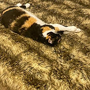 Noisette a rejoint le concours — aidez-le/la à gagner de superbes lots ! cat, calico, stretching, fur, blanket, texture, cozy, indoor, pet, animal, relaxing, resting, soft, pattern, sleepy, whiskers, paws, feline, warm, comfort