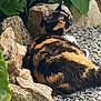 Noisette a rejoint le concours — aidez-le/la à gagner de superbes lots ! cat, calico_cat, gravel, rocks, green_leaves, pink_flowers, outdoor, nature, animal, fur, resting, garden, plants, wildlife, pet, relaxation, sunlight, closeup, mammal, cute