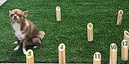 Igloo participe au concours pour gagner de l'argent avec cette photo : dog, brown_dog, grass, wooden_pegs, numbered_pegs, backyard, outdoor, chair, table, tile_floor, pet, small_dog, lawn, furniture, relaxed, sitting, number_1, number_3, number_5, number_7