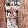 Igloo a rejoint le concours — aidez-le/la à gagner de superbes lots ! dog, chihuahua, pet, animal, wooden_planks, outdoor, curious, close_up, face, brown, white, small_dog, expression, nose, eyes, fence, yard, background, tiles, daylight