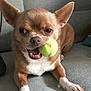 Igloo a rejoint le concours — aidez-le/la à gagner de superbes lots ! dog, chihuahua, pet, tennis_ball, playing, indoor, couch, brown_fur, white_fur, small_dog, ears, animal, canine, mouth, paw, claws, fur, cute, domestic_animal, resting