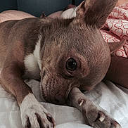 Igloo participe au concours pour gagner de l'argent avec cette photo : dog, small_dog, lying_down, bed, paws, ears, close_up, sleepy, relaxed, pet, animal, fur, whiskers, indoor, blanket, cozy, resting, cute, canine, expression