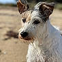 Aloa participe au concours pour gagner de l'argent avec cette photo : dog, close_up, wet_fur, scruffy, ears, beach, sand, outdoor, animal, pet, nature, portrait, curious, brown_eyes, white_fur, black_nose, daylight, canine, furry, background_blur