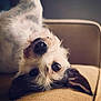 Aloa participe au concours pour gagner de l'argent avec cette photo : dog, pet, upside_down, couch, indoor, close_up, fur, snout, ears, relaxed, cozy, brown, white, black, portrait, animal, cute, soft_light, home, companion