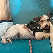 Aloa participe au concours pour gagner de l'argent avec cette photo : dog, canine, pet, harness, leash, resting, teal_chair, indoor, fur, white_fur, brown_fur, small_dog, relaxed, seat, domestic_animal, companion, closeup, animal, cute, lying_down