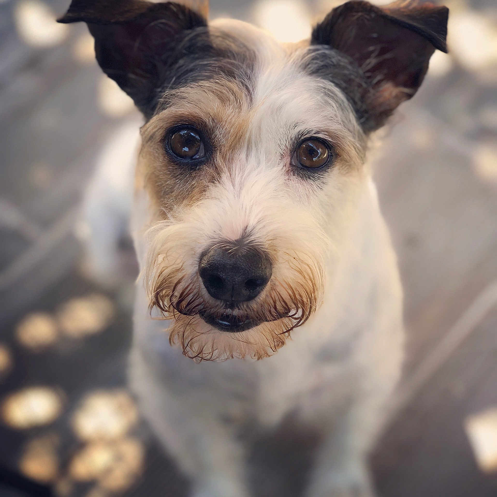 Aloa a rejoint le concours — aidez-le/la à gagner de superbes lots ! dog, pet, animal, closeup, face, fur, eyes, nose, outdoor, portrait, cute, scruffy, brown_eyes, whiskers, canine, friendly, attention, looking_up, focus, natural_light
