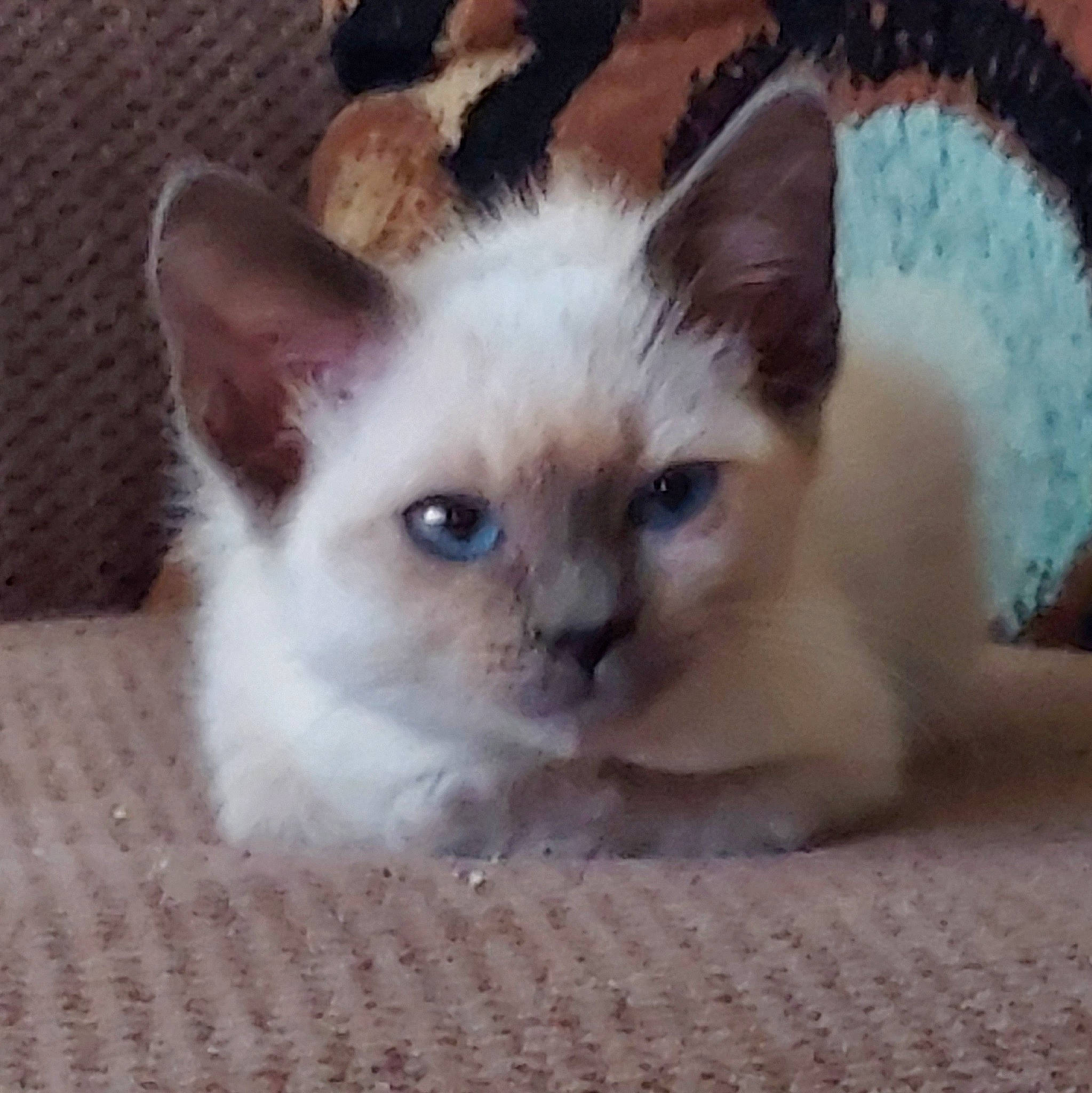 Cannoli joined the competition — help win amazing prizes! balinese, birman, carnivore, cat, eye, fawn, felidae, fur, head, iris, ragdoll, siamese, small_to_medium_sized_cats, snout, tail, terrestrial_animal, thai, whiskers