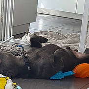 Volt a rejoint le concours — aidez-le/la à gagner de superbes lots ! dog, black_dog, lying_down, playful, toy, blanket, indoor, floor, tile_floor, baby_gate, collar, pet_toy, relaxed, mouth_open, paw, home, animal, cute, pet, resting