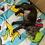 animal, bed, blanket, bulldog, canine, dog, dogbed, furniture, homedecor, hound, labradorretriever, laundry, linen, person, pet, pitbull, puppy, quilt, sleeping, towel