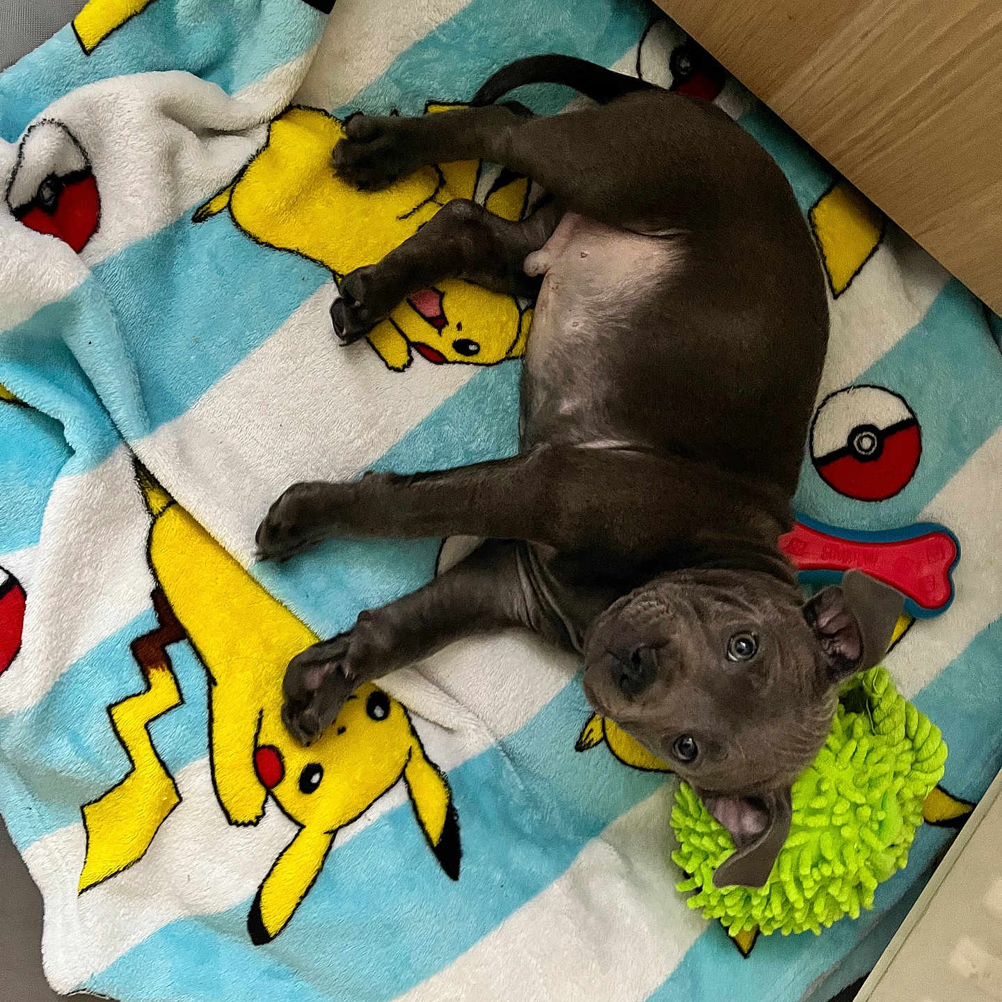 Volt a rejoint le concours — aidez-le/la à gagner de superbes lots ! animal, bed, blanket, bulldog, canine, dog, dogbed, furniture, homedecor, hound, labradorretriever, laundry, linen, person, pet, pitbull, puppy, quilt, sleeping, towel