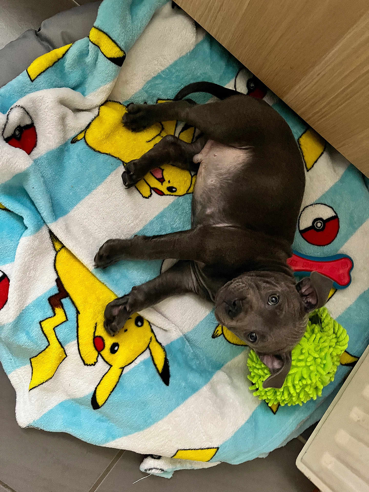 Volt a rejoint le concours — aidez-le/la à gagner de superbes lots ! animal, bed, blanket, bulldog, canine, dog, dogbed, furniture, homedecor, hound, labradorretriever, laundry, linen, person, pet, pitbull, puppy, quilt, sleeping, towel