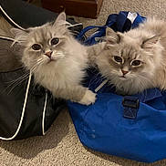Atlas And Fee Fee joined the competition — help win amazing prizes! cat, fluffy, blue_eyes, indoor, carpet, bag, blue_bag, black_bag, pet, cute, feline, domestic_animal, curious, two_animals, whiskers, ears, paws, resting, soft_fur, companion