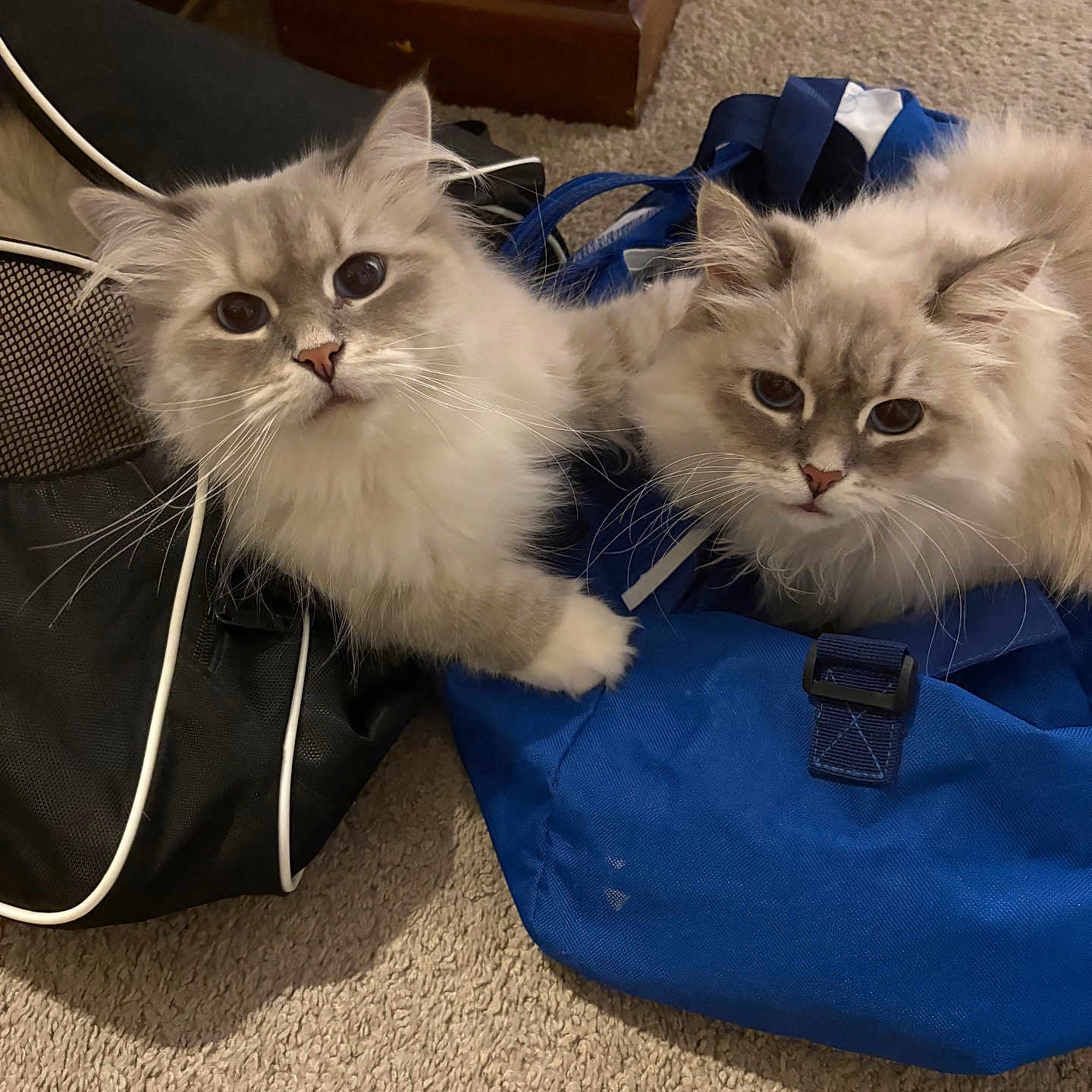 Atlas And Fee Fee joined the competition — help win amazing prizes! bag, black_bag, blue_bag, blue_eyes, carpet, cat, companion, curious, cute, domestic_animal, ears, feline, fluffy, indoor, paws, pet, resting, soft_fur, two_animals, whiskers