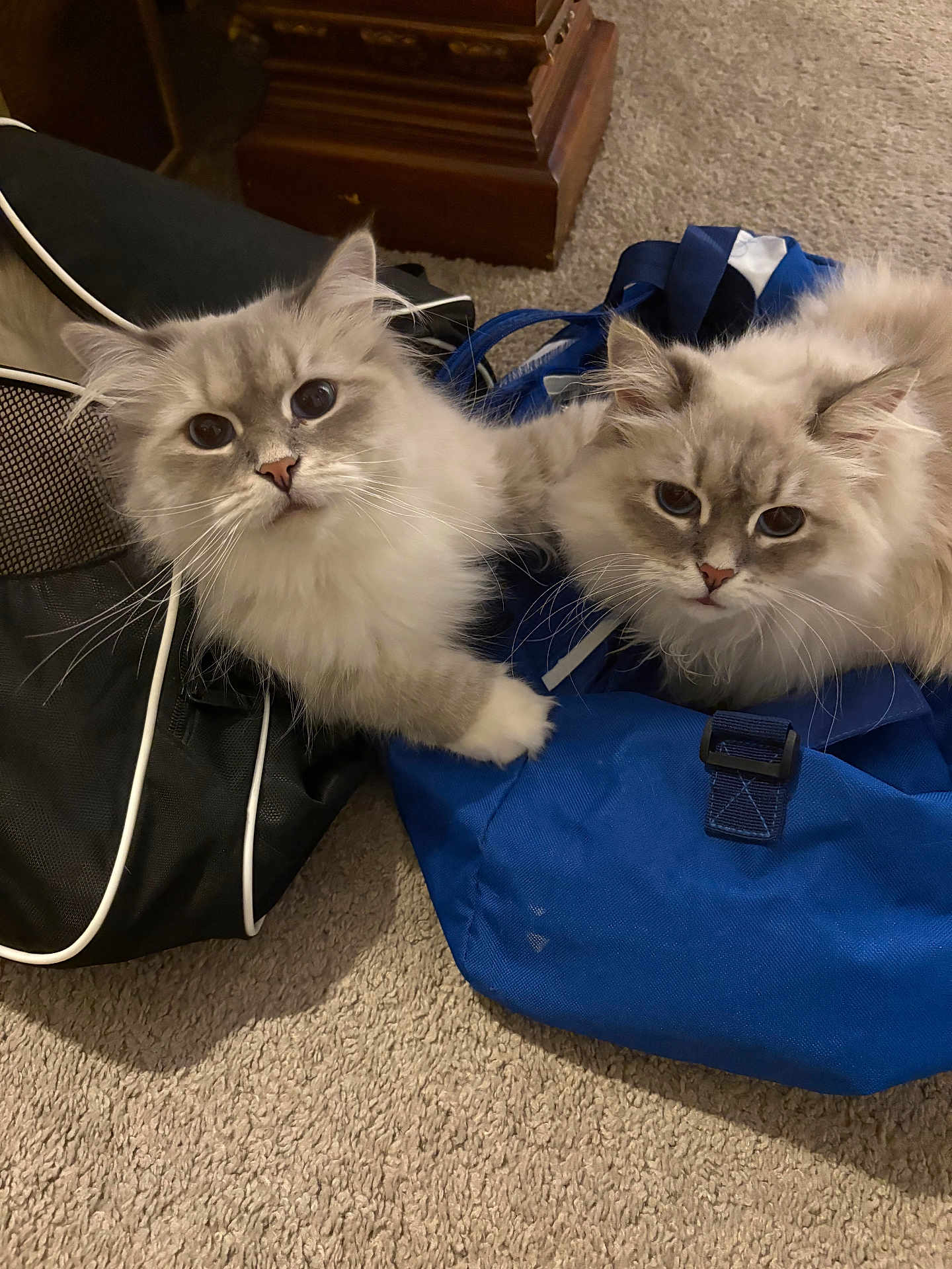Atlas And Fee Fee joined the competition — help win amazing prizes! cat, fluffy, blue_eyes, indoor, carpet, bag, blue_bag, black_bag, pet, cute, feline, domestic_animal, curious, two_animals, whiskers, ears, paws, resting, soft_fur, companion