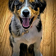 Ollie Eugene joined the competition — help win amazing prizes! dog, puppy, happy, smiling, wooden_floor, indoor, pet, fur, black, white, brown, sitting, looking_at_camera, tongue_out, collar, cute, animal, small_dog, adorable, domestic_animal