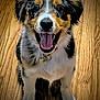 dog, puppy, happy, smiling, wooden_floor, indoor, pet, fur, black, white, brown, sitting, looking_at_camera, tongue_out, collar, cute, animal, small_dog, adorable, domestic_animal