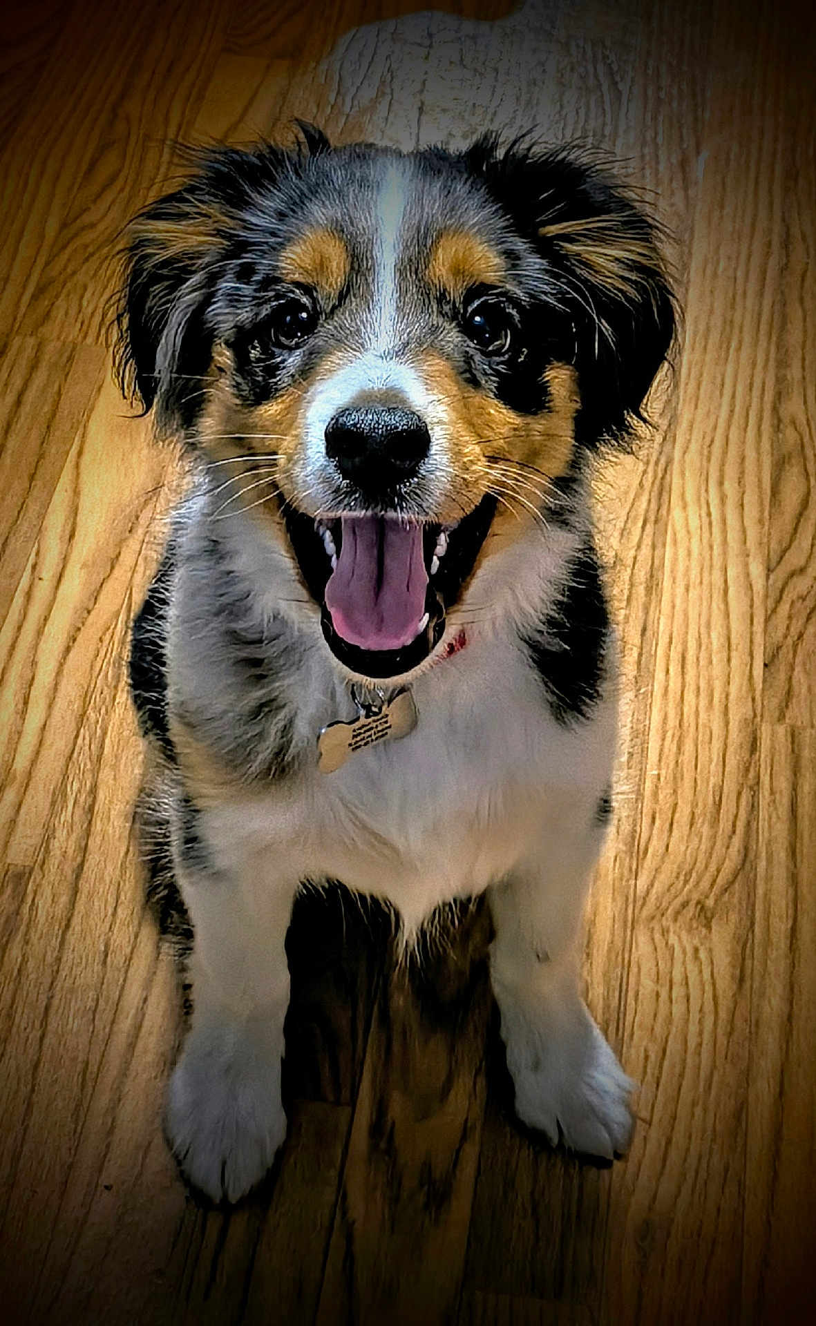 Ollie Eugene joined the competition — help win amazing prizes! dog, puppy, happy, smiling, wooden_floor, indoor, pet, fur, black, white, brown, sitting, looking_at_camera, tongue_out, collar, cute, animal, small_dog, adorable, domestic_animal