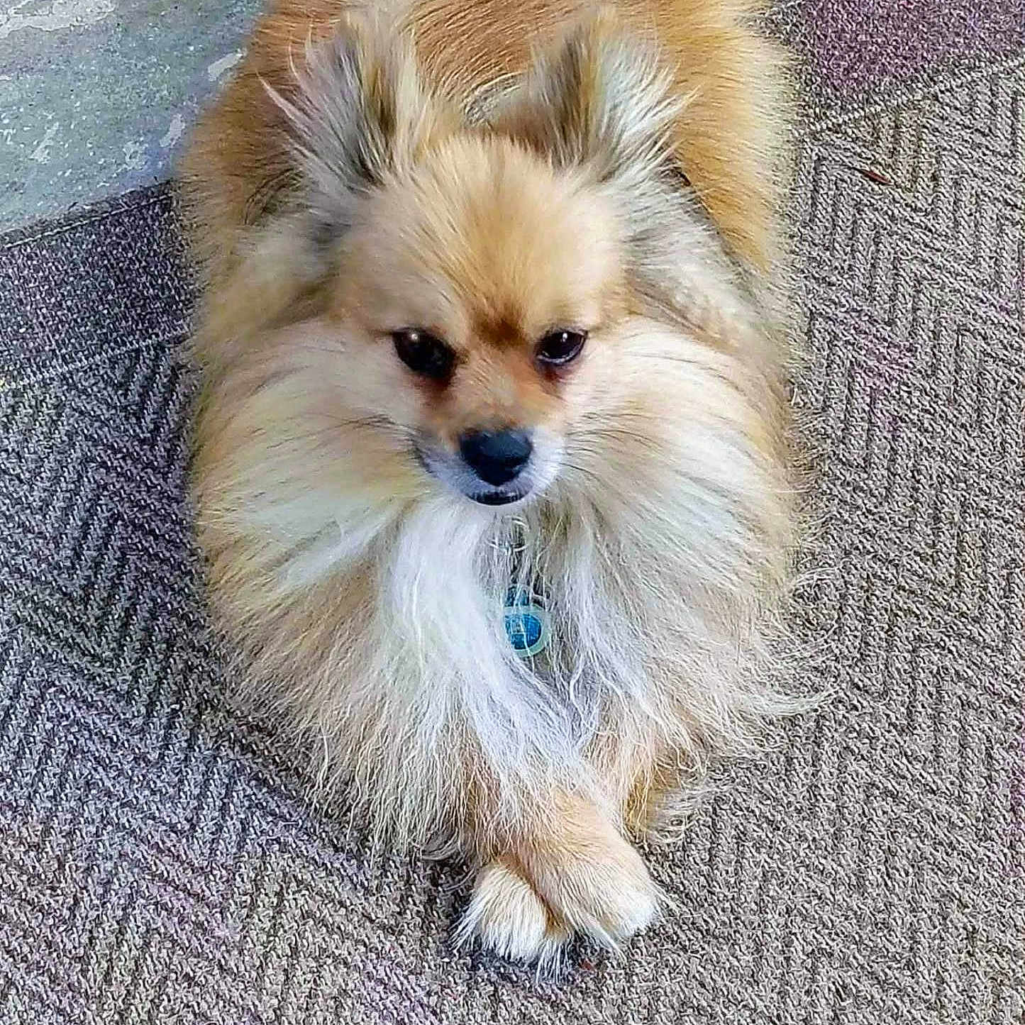 Pepper