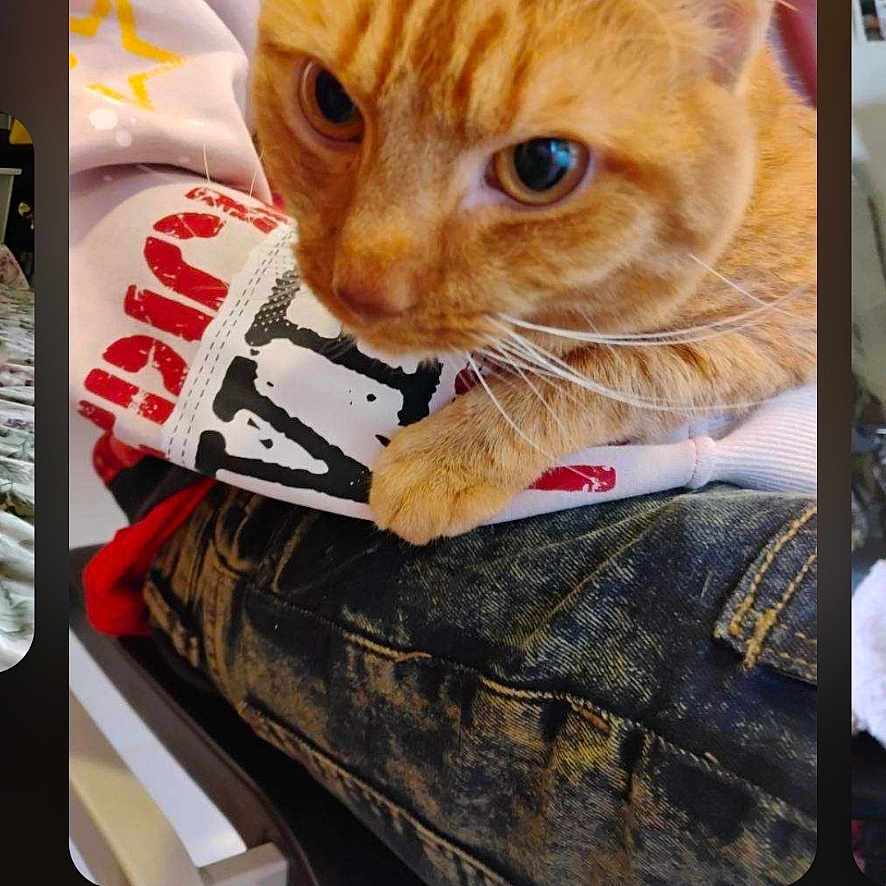 Simba is registered to the contest to win money with this photo: cat, orange_tabby, pet, animal, feline, whiskers, eyes, close_up, portrait, sitting, lying_down, plush_toy, toy, jeans, clothing, indoor, phone_screenshot, gallery_interface, cozy, serious_expression