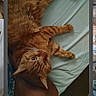 Simba is registered to the contest to win money with this photo: cat, orange_cat, ginger_cat, feline, pet, animal, fur, whiskers, eyes, ears, paws, lying_down, upside_down, sleeping, bed, bedsheet, bedroom, indoor, phone_screenshot, relaxed