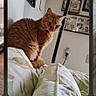 Simba is registered to the contest to win money with this photo: cat, ginger_cat, orange_cat, pet, animal, feline, sitting, bed, bedroom, bedding, blanket, home, indoor, portrait, looking_at_camera, whiskers, ears, fur, wall_art, photograph
