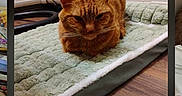 Simba joined the competition — help win amazing prizes! cat, ginger_cat, orange_fur, feline, pet, animal, indoors, pet_bed, quilted_blanket, wooden_floor, home, resting, sitting, grumpy_expression, whiskers, ears, tail, photograph, smartphone_screenshot, gallery_interface