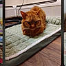 cat, ginger_cat, orange_fur, feline, pet, animal, indoors, pet_bed, quilted_blanket, wooden_floor, home, resting, sitting, grumpy_expression, whiskers, ears, tail, photograph, smartphone_screenshot, gallery_interface