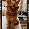 cat, ginger_cat, orange_fur, pet, animal, portrait, sitting, bed, bedroom, indoors, whiskers, ears, eyes, tail, fur, household, photograph, smartphone_screen, gallery_interface, serious_expression