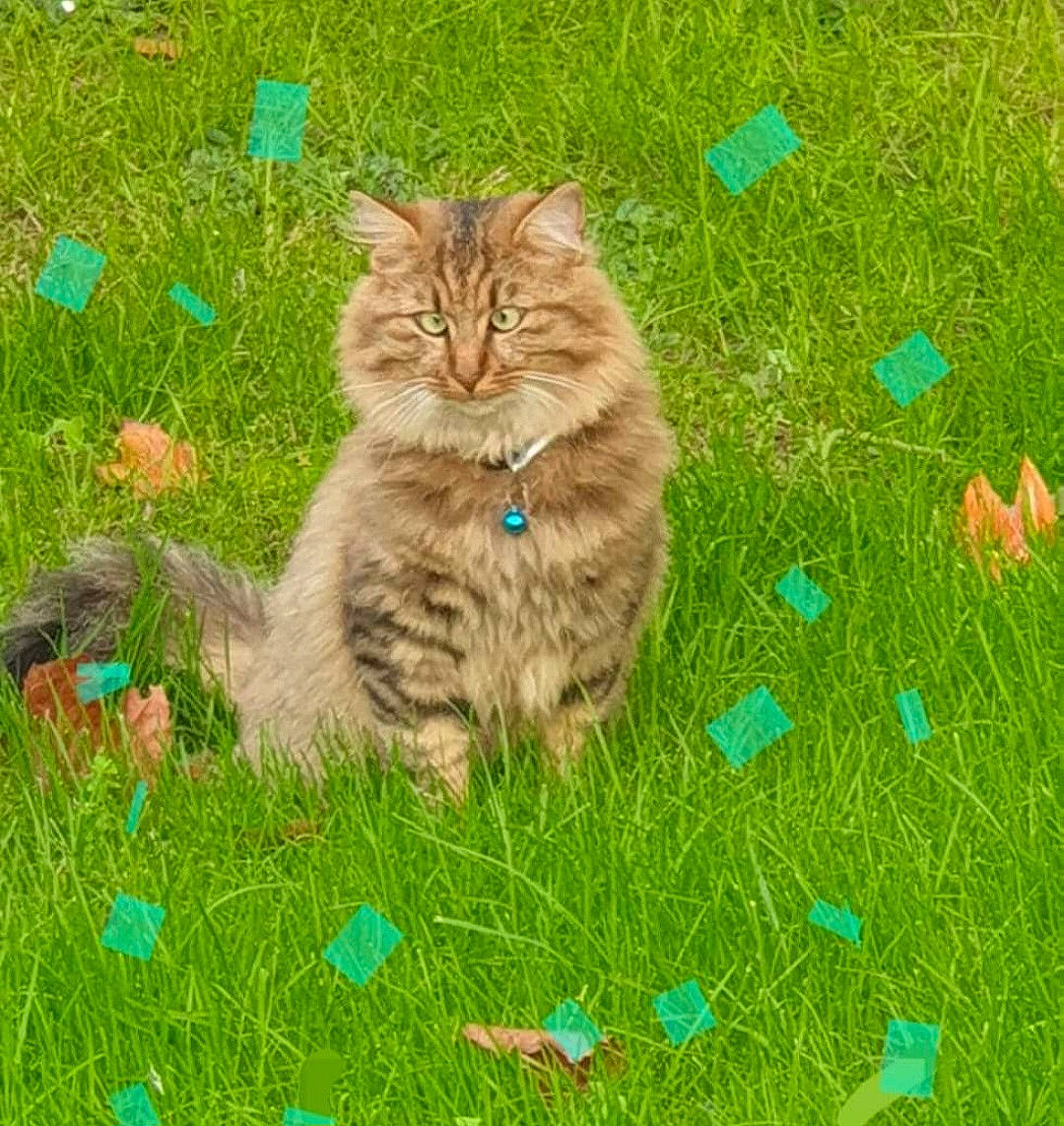 Tigrou a rejoint le concours — aidez-le/la à gagner de superbes lots ! art, carnivore, cat, domestic_short_haired_cat, fawn, felidae, flooring, fur, grass, grass_family, grassland, groundcover, lawn, meadow, plant, small_to_medium_sized_cats, snout, tail, terrestrial_animal, whiskers