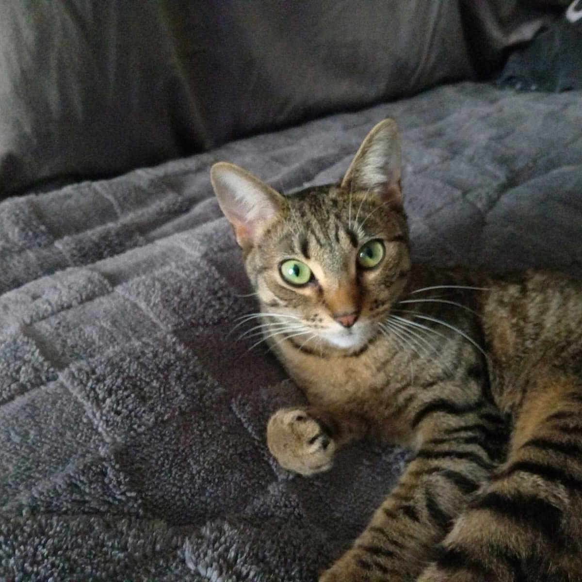 Saleha Ben Dahnoun a rejoint le concours — aidez-le/la à gagner de superbes lots ! abyssinian, animal, bed, bedroom, blanket, cat, couch, cushion, egyptiancat, furniture, homedecor, indoors, kitten, linen, manx, person, pet, quilt, room, sleeping