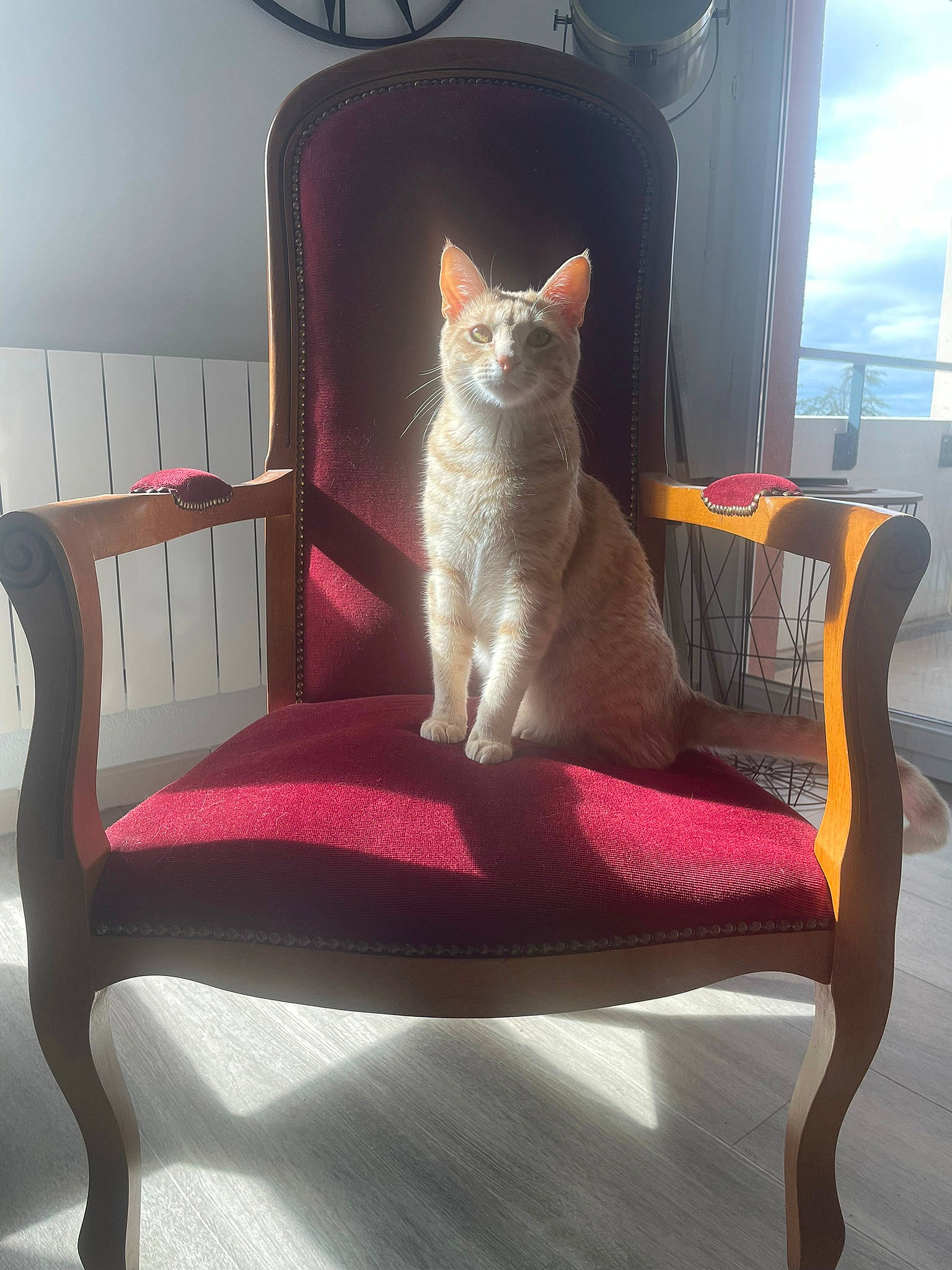 Malo participe au concours pour gagner de l'argent avec cette photo : carnivore, cat, cat_supply, chair, comfort, fawn, felidae, flooring, furniture, hardwood, interior_design, line, magenta, outdoor_furniture, pet_supply, small_to_medium_sized_cats, tail, whiskers, window, wood