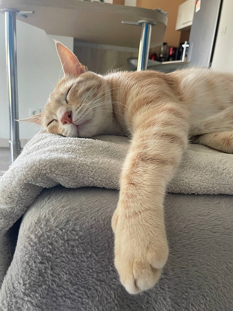 Malo a rejoint le concours — aidez-le/la à gagner de superbes lots ! carnivore, cat, claw, comfort, domestic_short_haired_cat, fawn, felidae, foot, fur, human_leg, linens, nap, paw, sitting, sleep, small_to_medium_sized_cats, snout, tail, thread, whiskers