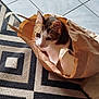 cat, paper_bag, curious, indoor, floor, tile, rug, patterned_rug, pet, animal, whiskers, ears, sitting, looking, brown, white, black, tabby, domestic_cat, cute
