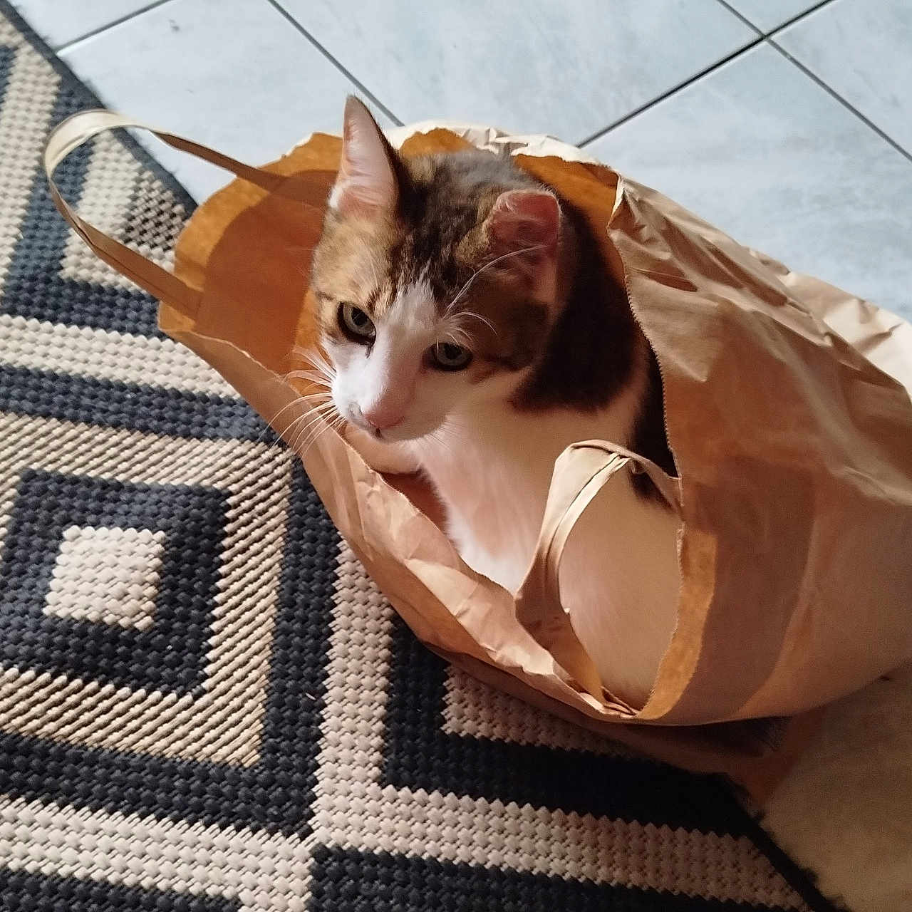 Prinssi participe au concours pour gagner de l'argent avec cette photo : animal, black, brown, cat, curious, cute, domestic_cat, ears, floor, indoor, looking, paper_bag, patterned_rug, pet, rug, sitting, tabby, tile, whiskers, white