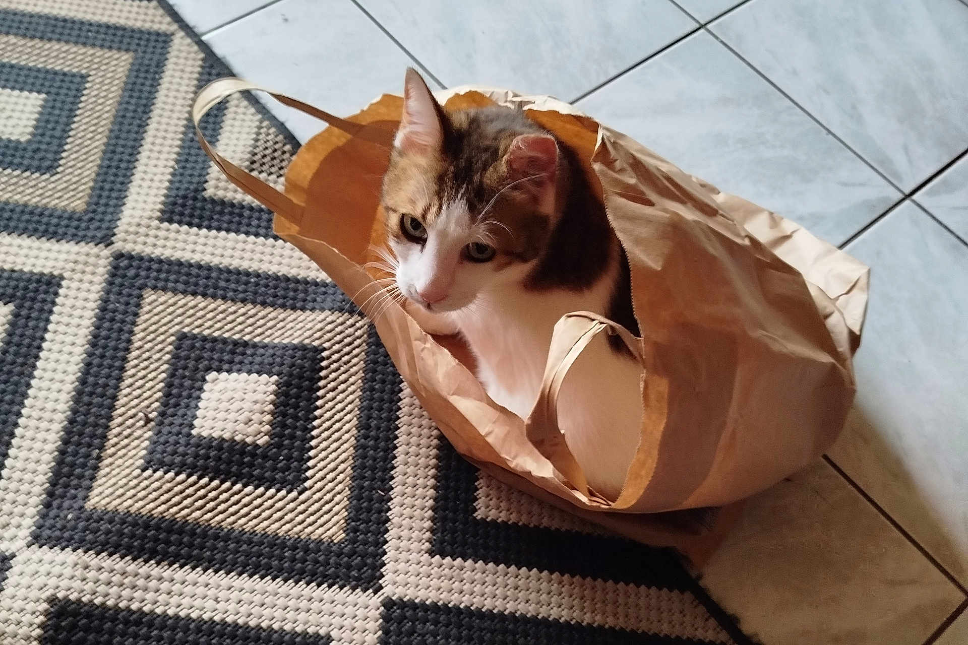 Prinssi participe au concours pour gagner de l'argent avec cette photo : cat, paper_bag, curious, indoor, floor, tile, rug, patterned_rug, pet, animal, whiskers, ears, sitting, looking, brown, white, black, tabby, domestic_cat, cute