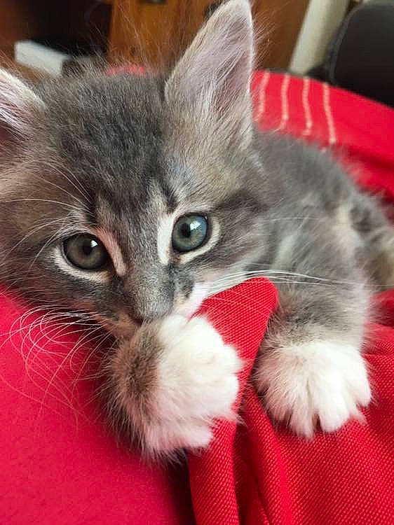 Poppy participe au concours pour gagner de l'argent avec cette photo : american_curl, asian, asian_semi_longhair, british_semi_longhair, carnivore, cat, claw, domestic_long_haired_cat, domestic_short_haired_cat, felidae, fur, kitten, mammal, norwegian_forest_cat, polydactyl_cat, ragamuffin, siberian, small_to_medium_sized_cats, vertebrate, whiskers