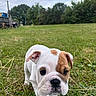 dog, puppy, bulldog, canine, animal, pet, white_fur, brown_patches, wrinkled_face, floppy_ears, black_nose, large_eyes, grass, outdoors, park, lawn, trees, sky, close_up, portrait
